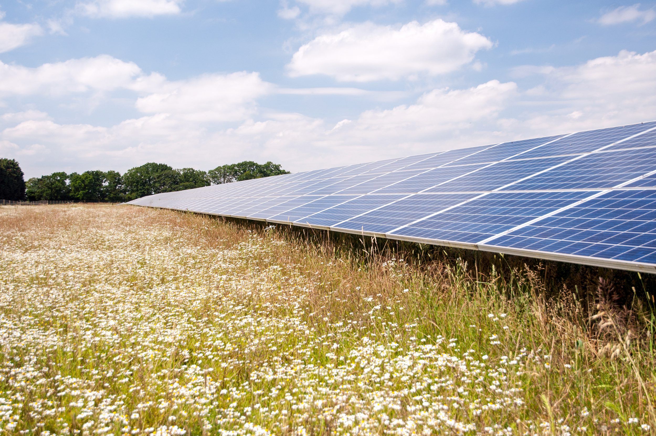 solar panel farm on nature